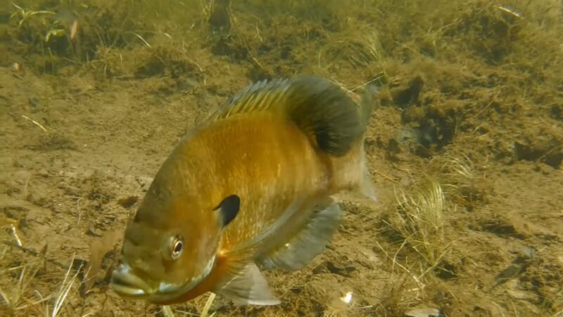 Bluegill