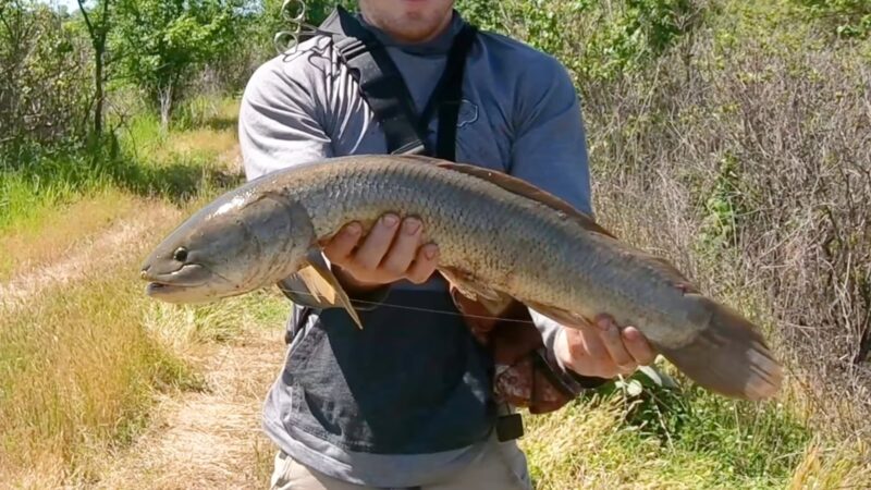 Bowfin