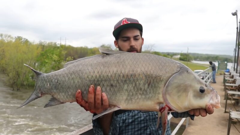 Catching GIANT BUFFALO FISH