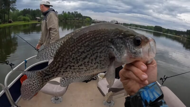 Crappie Fishing